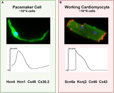 Transcriptional and Epigenetic Landscape of Cardiac Pacemaker Cells: Insights Into Cellular Specialization in the Sinoatrial Node